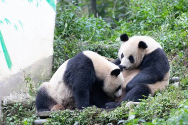 Anne Panda ve bebeğinin birlikte oynadığı değerli an.
