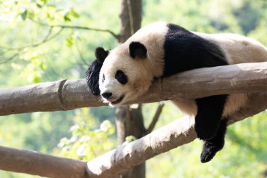 Ahşap yapının üzerinde uyuyan panda pozu