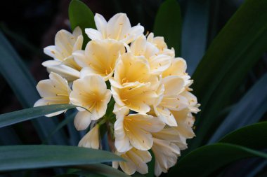 Çiçek açan güzel sarı çiçek, Amaryllis.