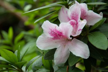Bahçedeki güzel Pembe Azalea