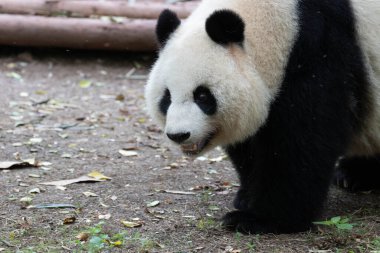 Yumuşak Dişi Panda, Bei Chuan, kameraya tatlı bir gülümseme yolluyor.