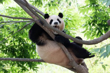 Tatlı poz, dişi panda Fu Bao, Everland, Güney Kore