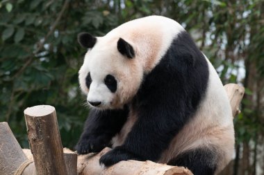 Tatlı poz, dişi panda Fu Bao, Everland, Güney Kore