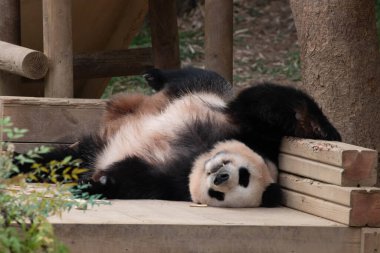 Tatlı poz, dişi panda Fu Bao, Everland, Güney Kore