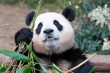 Tatlı poz, dişi panda Fu Bao, Everland, Güney Kore