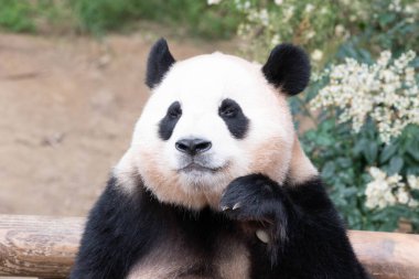 Tatlı poz, dişi panda Fu Bao, Everland, Güney Kore