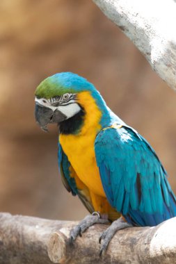 Tatlı Macaw, Mavi-sarı papağan (Ara ararauna), ağaçta dinleniyor.