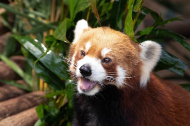 Meraklı Kızıl Panda, Küçük Panda kameraya bakıyor.