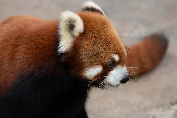 Curious Red Panda, Lesser Panda is Looking at the camera