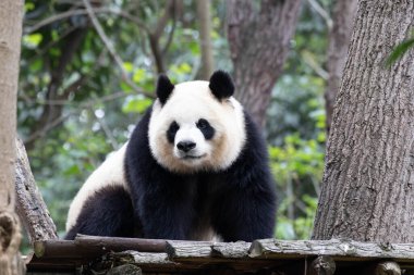 Dişi panda portresi, Yuan Run, Chengdu Panda Üssü, Çin