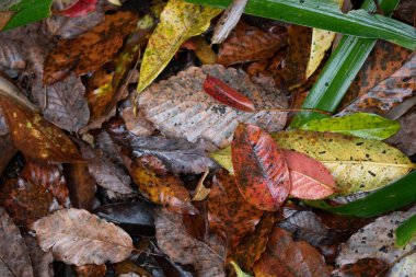 Mevsim değiştiğinde, kahverengi yapraklar yağmurda düşer.