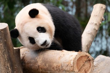 Mutlu Panda Fu Bao, Ağaç, Everland, Kore 'de dinleniyor.