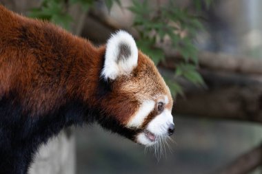 Mutlu Kırmızı Panda Bambu yiyor Ağaçta Yapraklar