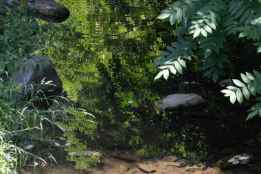 Nehrin yüzeyindeki yeşil yaprakların yansımasından soyut bir sahne