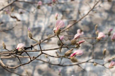 Doğanın Güzelliği, desen ve desenin ayrıntıları, çiçek açan manolya çiçeklerinin taç yaprağının eğrisi.