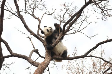 Komik Dişi Panda, Bai Tian, Pekin Hayvanat Bahçesi Ağacı 'nda oynuyor.