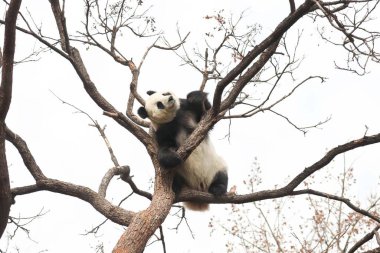 Komik Dişi Panda, Bai Tian, Pekin Hayvanat Bahçesi Ağacı 'nda oynuyor.