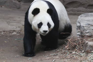 Komik Dişi Panda, Bai Tian, Pekin Hayvanat Bahçesi Ağacı 'nda oynuyor.