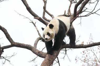 Komik Dişi Panda, Bai Tian, Pekin Hayvanat Bahçesi Ağacı 'nda oynuyor.