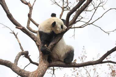 Komik Dişi Panda, Bai Tian, Pekin Hayvanat Bahçesi Ağacı 'nda oynuyor.