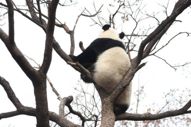 Komik Dişi Panda, Bai Tian, Pekin Hayvanat Bahçesi Ağacı 'nda oynuyor.