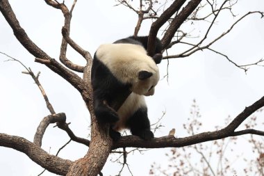 Komik Dişi Panda, Bai Tian, Pekin Hayvanat Bahçesi Ağacı 'nda oynuyor.