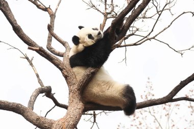 Komik Dişi Panda, Bai Tian, Pekin Hayvanat Bahçesi Ağacı 'nda oynuyor.