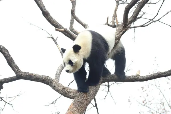 stock image Funny Pose of Female Panda, Bai Tian , playing on the Tree, Beijing Zoo