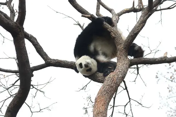 stock image Funny Pose of Female Panda, Bai Tian , playing on the Tree, Beijing Zoo