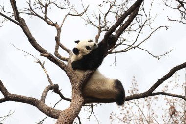 Komik Dişi Panda, Bai Tian, Pekin Hayvanat Bahçesi Ağacı 'nda oynuyor.
