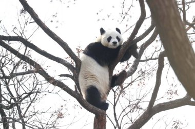 Komik Dişi Panda, Bai Tian, Pekin Hayvanat Bahçesi Ağacı 'nda oynuyor.