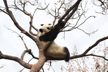Komik Dişi Panda, Bai Tian, Pekin Hayvanat Bahçesi Ağacı 'nda oynuyor.