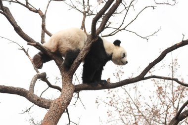 Komik Dişi Panda, Bai Tian, Pekin Hayvanat Bahçesi Ağacı 'nda oynuyor.