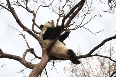 Komik Dişi Panda, Bai Tian, Pekin Hayvanat Bahçesi Ağacı 'nda oynuyor.