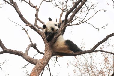 Komik Dişi Panda, Bai Tian, Pekin Hayvanat Bahçesi Ağacı 'nda oynuyor.