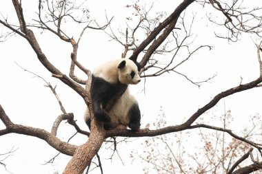 Komik Dişi Panda, Bai Tian, Pekin Hayvanat Bahçesi Ağacı 'nda oynuyor.