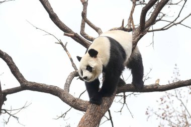 Komik Dişi Panda, Bai Tian, Pekin Hayvanat Bahçesi Ağacı 'nda oynuyor.
