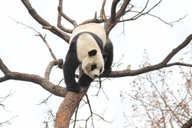 Komik Dişi Panda, Bai Tian, Pekin Hayvanat Bahçesi Ağacı 'nda oynuyor.