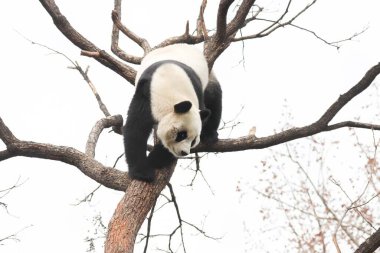 Komik Dişi Panda, Bai Tian, Pekin Hayvanat Bahçesi Ağacı 'nda oynuyor.
