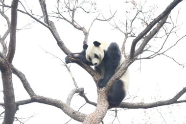 Komik Dişi Panda, Bai Tian, Pekin Hayvanat Bahçesi Ağacı 'nda oynuyor.