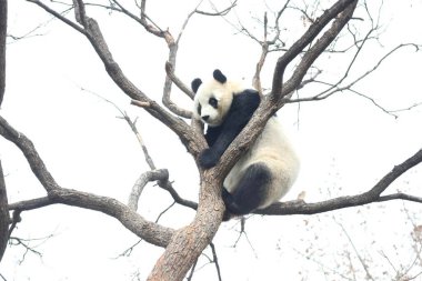 Komik Dişi Panda, Bai Tian, Pekin Hayvanat Bahçesi Ağacı 'nda oynuyor.