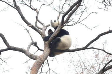 Komik Dişi Panda, Bai Tian, Pekin Hayvanat Bahçesi Ağacı 'nda oynuyor.
