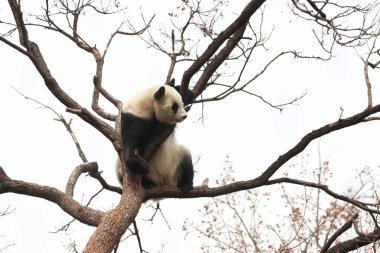 Komik Dişi Panda, Bai Tian, Pekin Hayvanat Bahçesi Ağacı 'nda oynuyor.