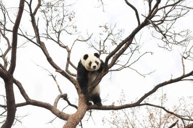 Komik Dişi Panda, Bai Tian, Pekin Hayvanat Bahçesi Ağacı 'nda oynuyor.