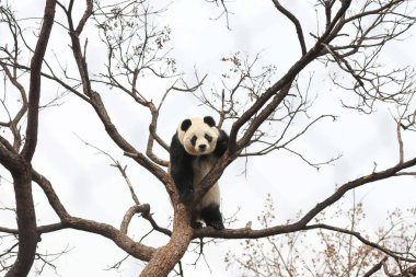 Komik Dişi Panda, Bai Tian, Pekin Hayvanat Bahçesi Ağacı 'nda oynuyor.