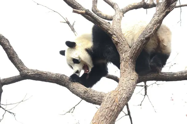 stock image Funny Pose of Female Panda, Bai Tian , playing on the Tree, Beijing Zoo