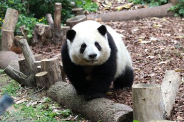 Ünlü Dişi Panda He Hua namı diğer Hua Hua, Chengdu, Çin