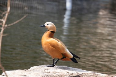 Happy Male Ruddy shelduck is Relaxing by the lake clipart