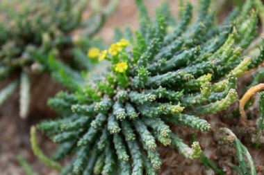 Beautiful shape and amazing surface of Cactus