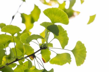 Taze yeşil ginkgo yaprakları açık gökyüzünün arka planına sahiptir.